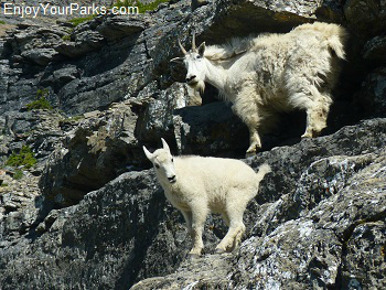 Oberlin Bend Mountain Goats, Going To The Sun Road, Glacier National Park