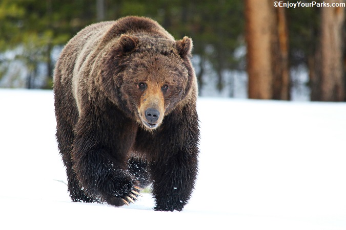 Grizzly bear not looking happy in Yellowstone National Park.