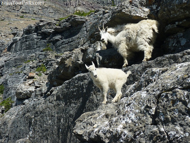 Goat Lick, Glacier National Park