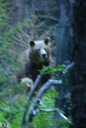 Grizzly bears, Stoney Indian Pass Trail, Glacier National Park