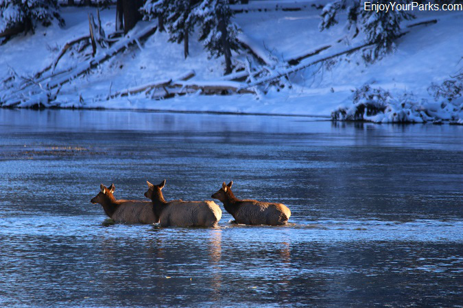Rocky Mountain Elk crossing Missouri River, Charles M. Russell National Wildlife Refuge, Montana