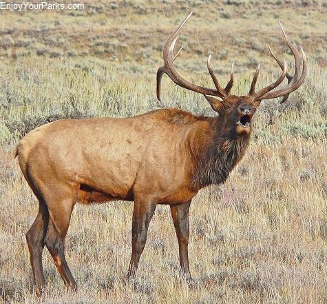 Bugling Elk, Grand Teton National Park