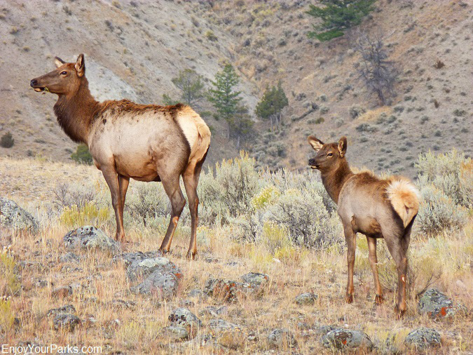 Rocky Mountain Elk, Charles M. Russell National Wildlife Refuge, Montana