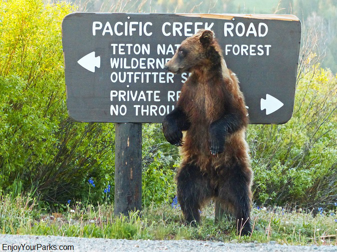Grizzly bear, Pacific Creek Road sign, Grand Teton National Park