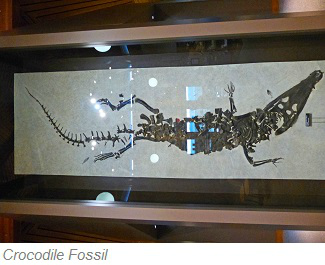 Crocodile Fossil, Fossil Butte National Monument, Wyoming