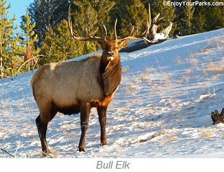Bull Elk, Buffalo Bill Cody Scenic Byway