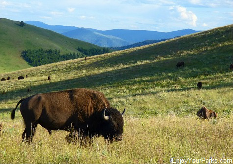 National Bison Range, Montana
