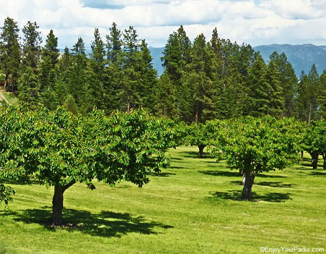 Cherry trees at Bigfork Montana