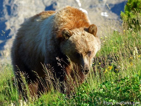 Grizzly Bear, Granite Park Chalet, Glacier National Park
