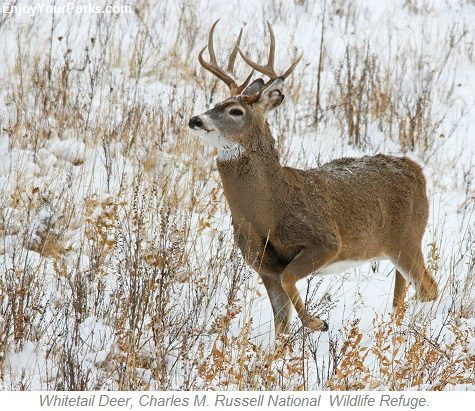 Whitetail Deer, Charles M. Russell National Wildlife Refuge