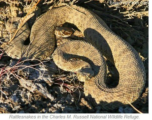 Rattlesnakes, Charles M. Russell National Wildlife Refuge, Montana