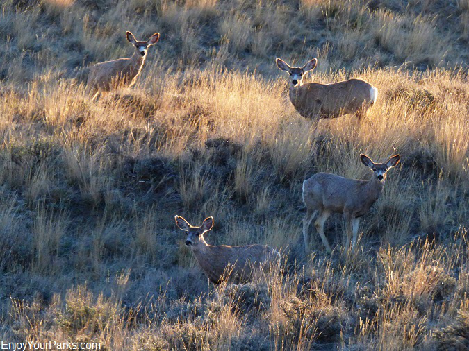 Mule deer, Charles M. Russell National Wildlife Refuge, Montana