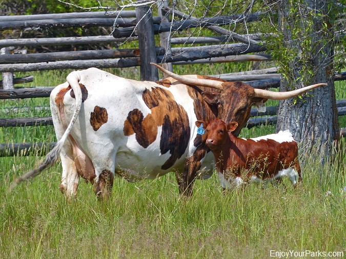 Cow and calf at the Grant-Kohrs Ranch National Historic Site in Deer Lodge Montana.