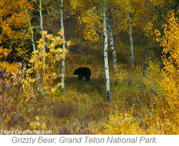 Grizzly Bear, Grand Teton National Park