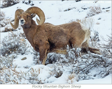 Rocky Mountain Bighorn Sheep, Charles M. Russell National Wildlife Refuge, Montana