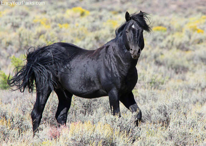 Black Stallion along the Pilot Butte Wild Horse Scenic Loop
