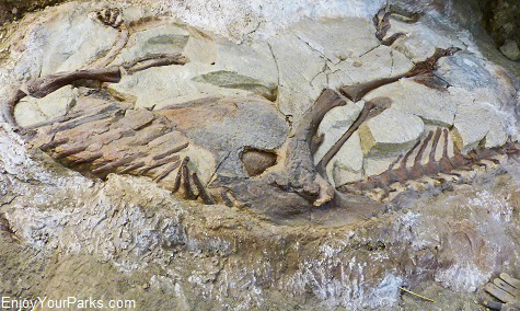 Dinosaur Fossil, Makoshika State Park Montana