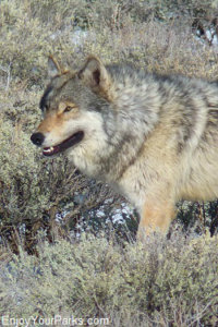 Gray Wolf, Lamar Valley, Yellowstone National Park