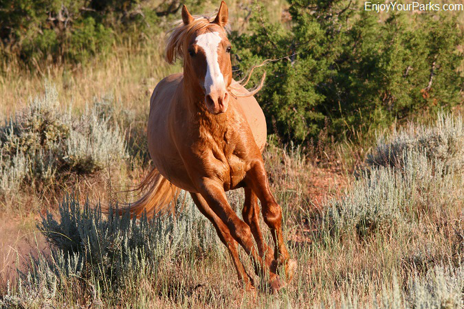 Pryor Mountain Wild Horse Range, Bighorn Canyon National Recreation Area