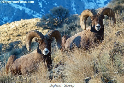 Bighorn Sheep, Paradise Valley Montana