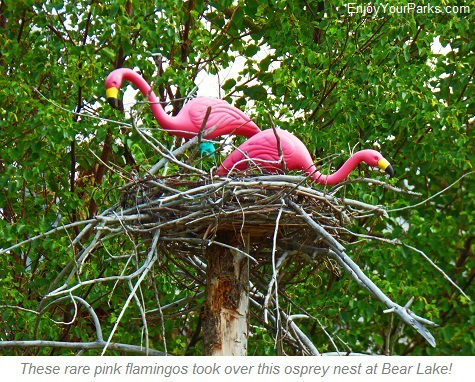 Pink Flamingos, Bear Lake Idaho