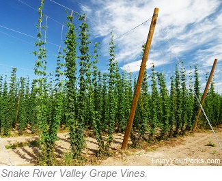 Snake River Valley Grape Vines
