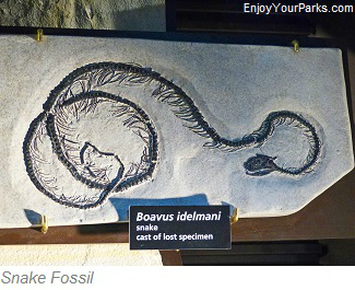 Snake Fossil, Fossil Butte National Monument, Wyoming