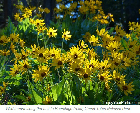 Wildflowers on Hermitage Point Trail, Grand Teton National Park