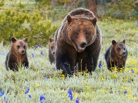 Grizzly 399 with her triplet cubs, Grand Teton National Park