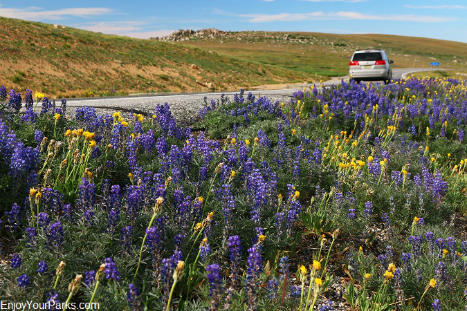 Wildflowers, Beartooth Highway Montana