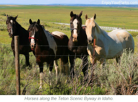 Horses along the Teton Scenic Byway in Idaho