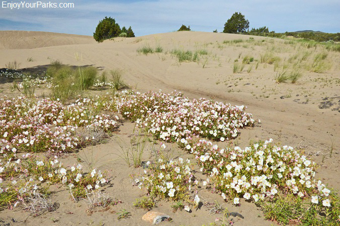 St. Anthony Sand Dunes Recreation Area, Idaho