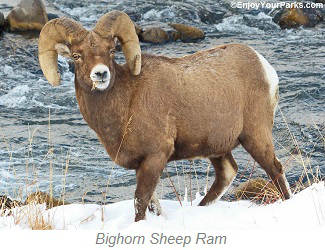 Bighorn Sheep Ram, Buffalo Bill Cody Scenic Byway
