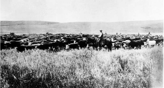 Herd of cattle during the great "Open-Range Cattle Era" of the late 1800s. Courtesy of Montana Historical Society.