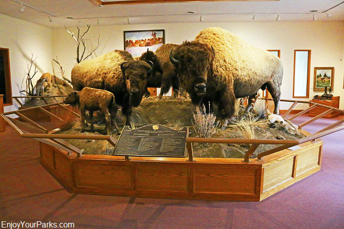 Hornady Smithsonian Buffalo, Montana Agricultural Center, Fort Benton Montana