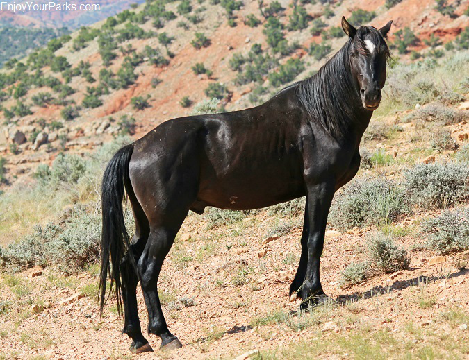 Pryor Mountain Wild Horse Range