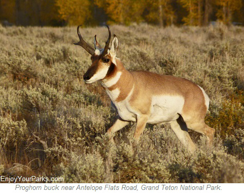 Pronghorn buck, Antelope Flats Road, Grand Teton National Park