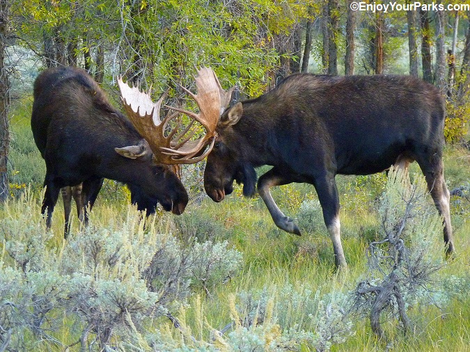 Moose Junction Area, Grand Teton National Park
