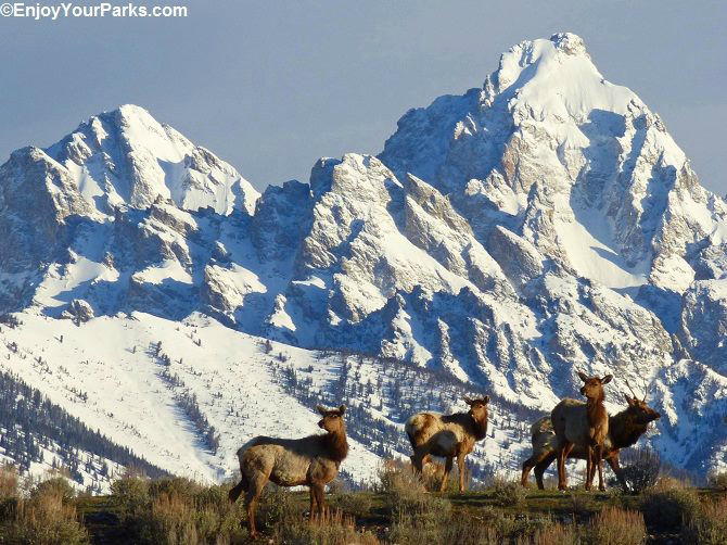 National Elk Refuge, Jackson Wyoming