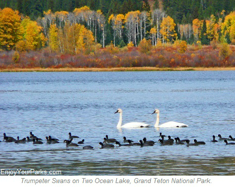 Trumpeter Swans on Two Ocean Lake, Grand Teton National Park