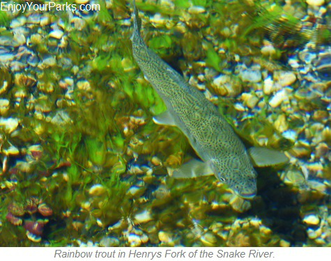 Rainbow Trout, Henrys Fork of the Snake River, Idaho