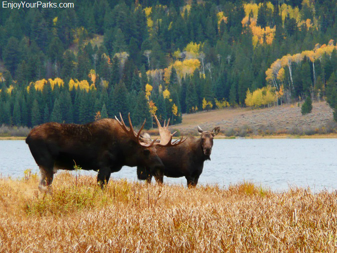 Moose along Two Ocean Lake, Grand Teton National Park