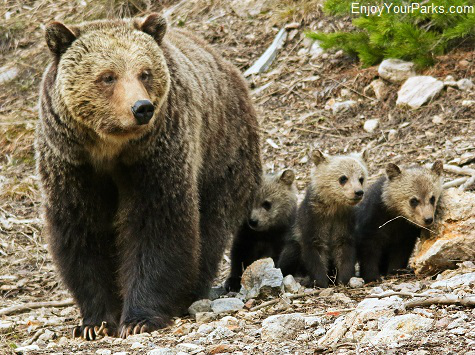 Grizzly bear sow and cubs, Yellowstone National Park Montana