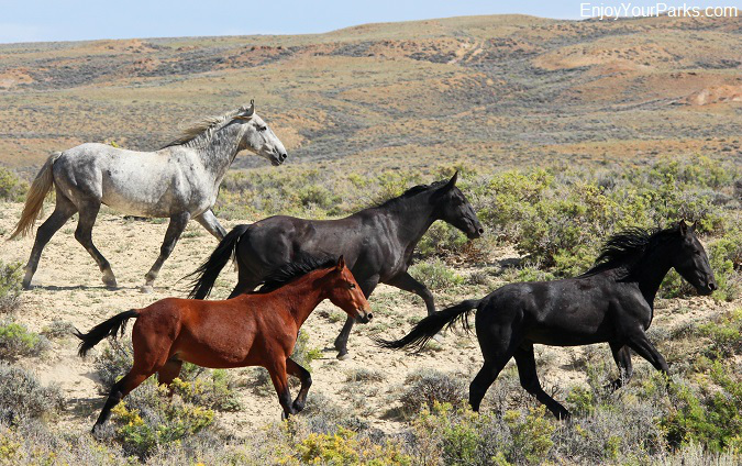 Pilot Butte Wild Horses, Wyoming