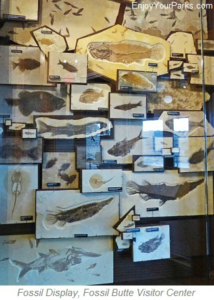 Fish Fossils, Fossil Butte National Monument, Wyoming