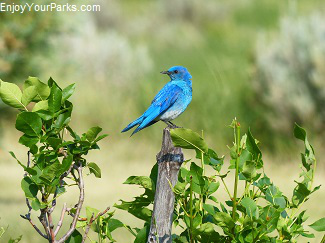 Mountain bluebird, Makoshika State Park