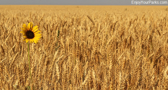 Wheat field near Fort Benton Montana