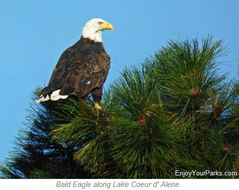 Bald Eagle along Lake Coeur d Alene, Idaho