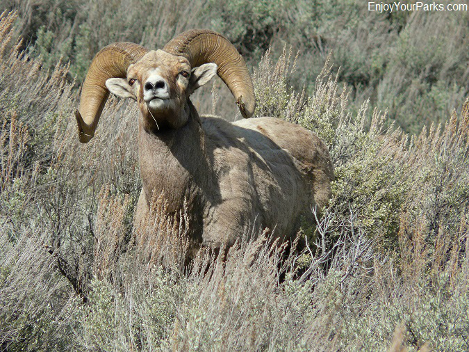 Bighorn Sheep, Bighorn Canyon National Recreation Area