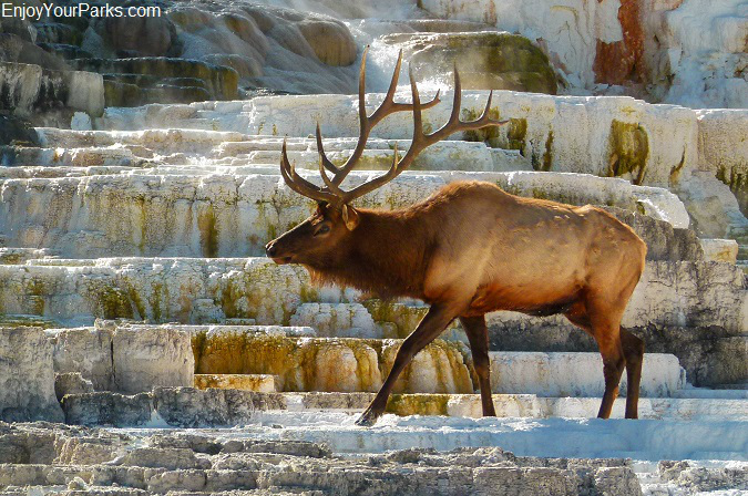 Bull Elk, Mammoth Hot Springs, Yellowstone National Park
